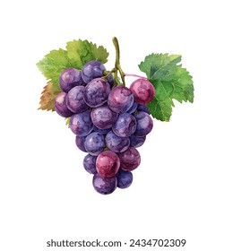 cute grape vector illustration in watercolour style