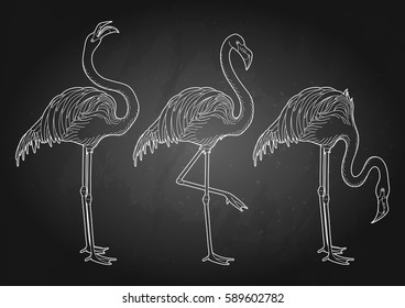 Cute graphic flamingo in the side view. Pretty exotic birds isolated on the chalkboard. T-shirt print or tattoo design