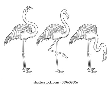 Cute graphic flamingo in the side view. Pretty exotic birds isolated on white background. T-shirt print or tattoo illustration. Coloring book page design for adults