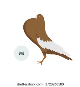Cute graphic pigeon. Isolated on a white background. Vector stock illustration.