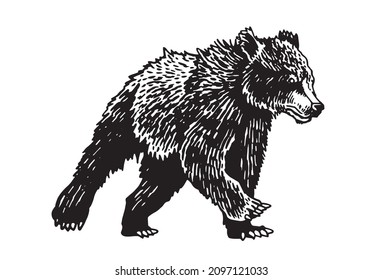 Cute graphical bear running in momment. Grizzly on white background