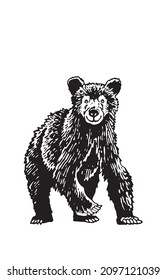 Cute graphical bear running in momment. Grizzly on white background