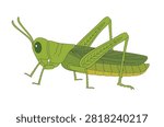 Cute grasshopper flying cartoon. Insect character isolated on a white background. Grasshopper clipart vector illustration.