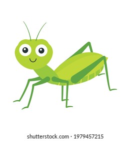 saltamontes lindos aislados en blanco, ilustración vectorial, insecto de dibujos animados, diseño plano