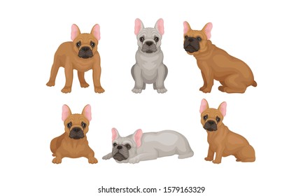 Cute Gray and Brown Pug Dogs in Different Poses Set Vector Illustration