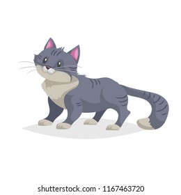 Cute gray cartoon cat stand. Domestic farm animal. Pet drawing. Flat comic style. Ideal for education. Vector illustration isolated on white background.