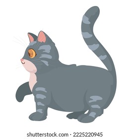 cute gray cat over white