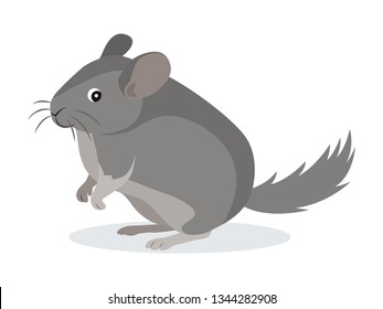 Cute gray chinchilla icon, fluffy pet, domestic animal, rodent, vector illustration in flat style