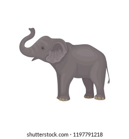 Cute gray elephant standing isolated on white background. Wild animal with large ears, long trunk and tail. Flat vector design