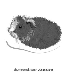 Cute gray guinea pig with white spots in cartoon style. Stock vector illustration isolated on white background.