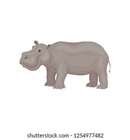 Cute gray hippo standing isolated on white background, side view. African animal. Wild creature. Flat vector design