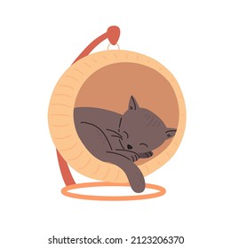 A cute gray kitten lies and naps in the house. A little cat sleeps in a hanging bed. Young relaxed kitten curled up. Flat vector illustration of an animal isolated on white background.