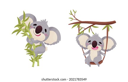 Oso de Koala gris suave balanceándose en rama de árbol y sentándose en un conjunto de vectores de bambú