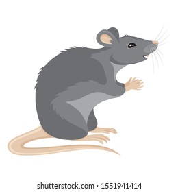 Cute gray rat on a white background.