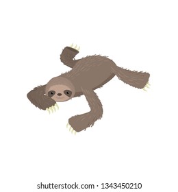 Cute gray sloth sleeping, resting on tree branch isolated on white background