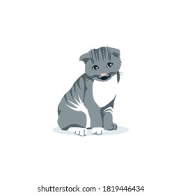 Cute gray and white cat pet. Front view of sitting adorable domestic animal cartoon vector illustration isolated on white background