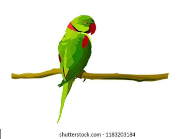 Cute green bird. Vector image. Bird: Alexandrine Parakeet. Psittacula eupatria. White background.