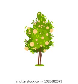 Cute green bush with roses. Flowering garden plant. Beautiful flowers. Nature and flora theme. Flat vector icon