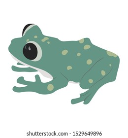 Cute Green Frog Vector Illustration Isolated in White Background