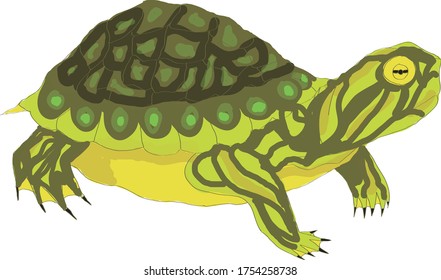 Cute green turtle vector nature
