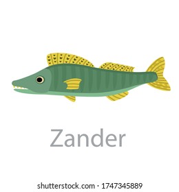 Cute green Zander fish vector flat illustration. River animal swimming isolated on white background. Colorful cartoon clipart for design.