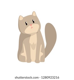 Cute grey cat, funny pet character, furry human friend vector Illustration