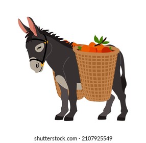 Cute grey donkey with baskets of oranges. Cargo transportation. Color vector illustration isolated on a white background in a cartoon and flat design.