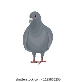 Cute grey urban pigeon bird standing, front view vector Illustrations on a white background