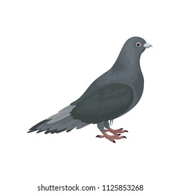 Cute grey urban pigeon bird standing, side view vector Illustrations on a white background