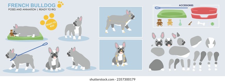 Cute Grey and white french bull dog vector collection of poses with multiple angles and accessories. Puppy sleeping, sitting, walking, popular dogs	