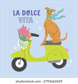 Cute Greyhound Dog on Scooter, Hand Drawn Italian Summer Background with Tulips in Basket, Scarf and Sunglasses for Invitation, Poster and Travel Design