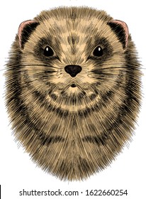 Cute Groundhog head portrait, vector