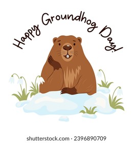 Cute groundhog in snow with snowdrops. Holiday card Groundhog Day February 2. Vector illustration 