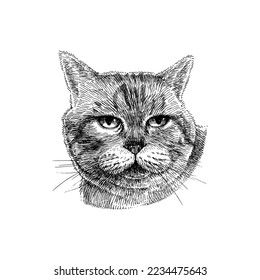 Cute Grumpy Cat, Hand Drawn Pet Illustration