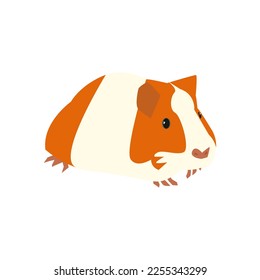 Cute guinea pig cartoon character icon isolated on white. South America fauna wild animal. Vector illustration of funny orange guinea pig with black and white stripes for zoo ad, nature concept