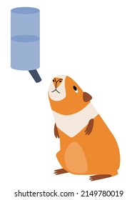 Cute guinea pig drinking water. Flat illustration of domestic cavy.