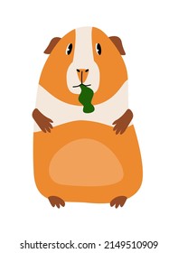 Cute guinea pig eating salad leaf. Flat illustration of domestic cavy.