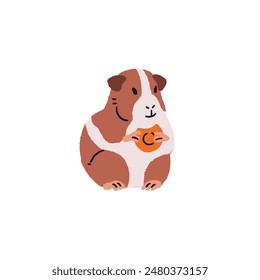 Cute guinea pig eating vegetable. Fluffy cavy sitting, holds in paws piece of carrot. Domestic animal, rodent with food. Small pet. Hand drawn flat isolated vector illustration on white background