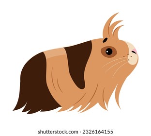 Cute guinea pig. Funny pet rodent, sheba breed cartoon vector illustration