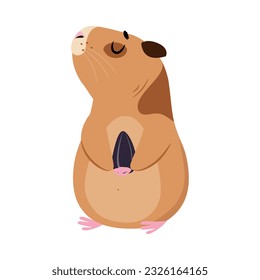 Cute guinea pig holding sunflower seed. Funny brown pet rodent cartoon vector illustration