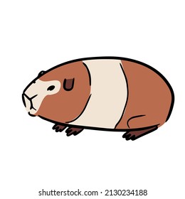 Cute guinea pig illustration, isolated on white background. 