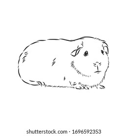 cute Guinea pig, pet, vector sketch illustration