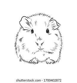 cute Guinea pig, pet, vector sketch illustration