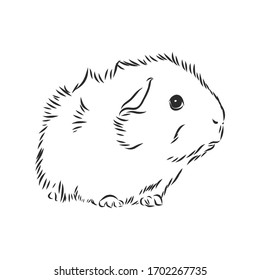 cute Guinea pig, pet, vector sketch illustration