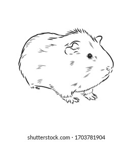 Cute Guinea Pig, Pet, Vector Sketch Illustration