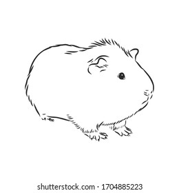 cute Guinea pig, pet, vector sketch illustration