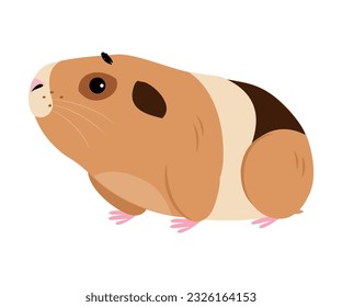 Cute guinea pig, side view. Funny spotted pet rodent cartoon vector illustration