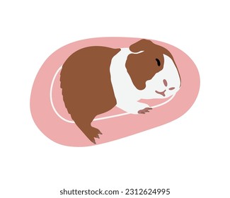 Cute guinea pig sleeping on a cushion. Vector illustration of a pet sleeping. Rodent illustration.