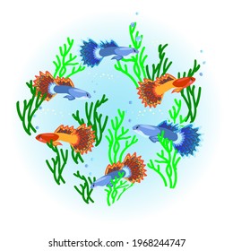 Cute guppy fish swim among the algae. Vector illustration 