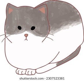 Cute Half Grey White Cat Sitting like a Loaf